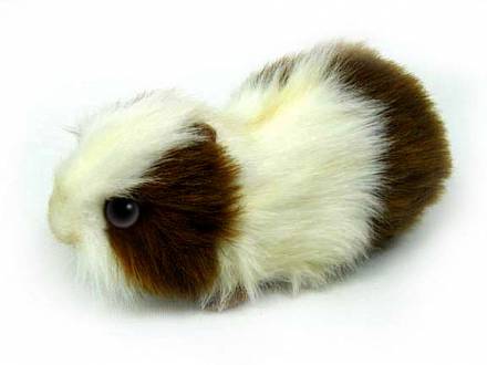 Мягкая игрушка – Морская свинка бело-коричневая, 20 см 